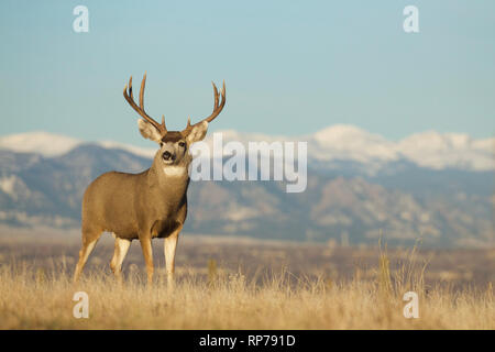 Mule Deer buck in the prairie with the snow-capped Rocky Mountains in the background Stock Photo