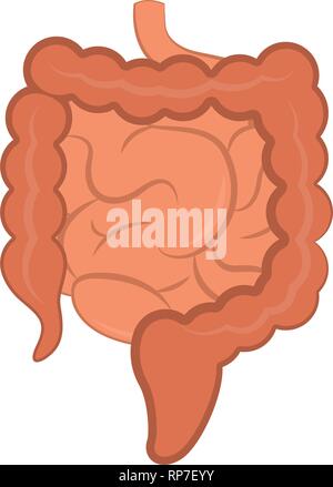 Isolated small and large intestines Stock Vector
