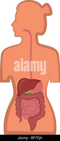 Human digestive system in a woman body Stock Vector