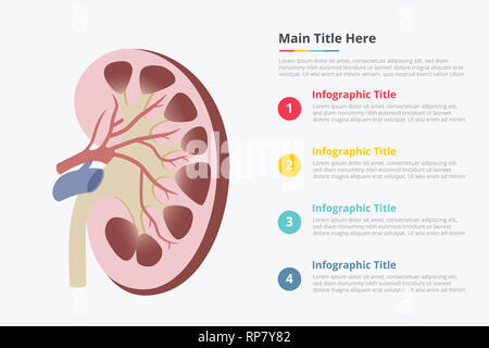 human kidney anatomy ppt