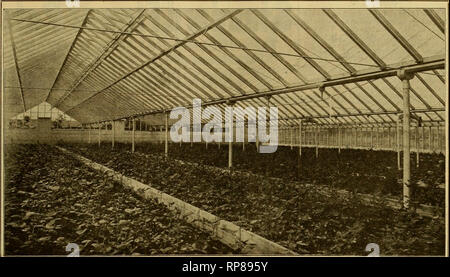 . The American florist : a weekly journal for the trade. Floriculture; Florists. igo3. The American Florist. 383. VIEW OF PATENTED GREENHOUSE COMSTRUCTION FURNISHED TO MRS. R. MAUFF, OF DENVER. COL., BY THE KING CONSTRUCriO.V COMPANY. NOTE THE FOLLOWING POINTS: No posts except under gutter and these 1 feet apart. Perfect drainage by taking inside water tlirough supporting posts to drains under walks. Parts on which structure depends for permanincy made of iron and concrete. For prices and particulars Address HE KING CONSTRUCTION CO., Lockport, N. Y. McCray Florist REFRIGERATORS KNOWN EVERYWH Stock Photo