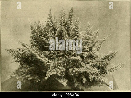 . The American florist : a weekly journal for the trade. Floriculture; Florists. 1907' The American Florist. .315 may be used with >fine efifect during the summer season. The tenderness of many plants is largely a matter of training, for there are kcntias planted out in Los Angeles, Cal., that have experienced a temperature several degrees below freez- ing without injury, while plants of the tree in southern California, though it is of more untidy habit than the erytheas, from the fact that the washingtonia re- tains its old leaves for a considerable period after they are dead, this old fol Stock Photo
