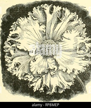 . The American florist : a weekly journal for the trade. Floriculture; Florists. Victoria Aster —Vaugh^n's Improved—'riiis is undoubt- .dly ihe flni'st •uliivatioii. Miii tlii' inosi prontabi"! Aster i r-!;iss r<ir Florisis, 1'urcui llow<-s iind pot culrur Snow White.  liiif. inriti!i«i 10 Azuri* blu< Wtiil'-, liiiH'j with l*lnk. Dark Crimson. I.i'.'hl lilii.-. III iiijo lllui- on whiti' jjround BriKht <carlet. LiKnt Ului- and White. Bright Pink. Jirifiht Ros.', tiugi'd VVhiti' Earh of till-abovi'. piT trade packet, 2.Tc: St. White Branching !4 oz , 2.5c; oz.,$l 01; trade p Stock Photo