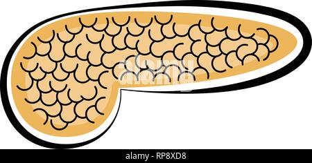 Isolated human pancreas. Colored sketch Stock Vector