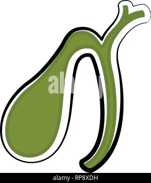 Isolated human gallbladder. Colored sketch Stock Vector