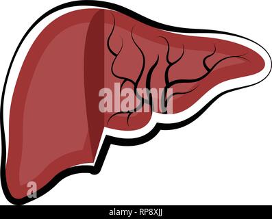 Human cut liver. Colored sketch Stock Vector