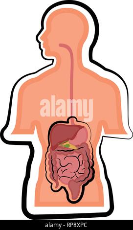 Human digestive system in a man body Stock Vector