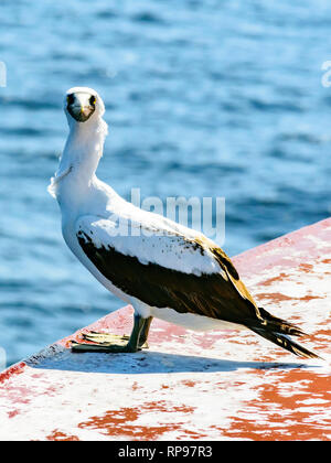 Seagull resting on a ship's bow Stock Photo
