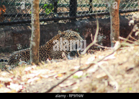 leopard resting in a zoo Stock Photo