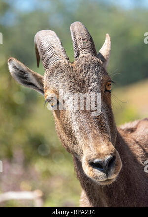 Head and shoulder portrait of Nilgiri tahr (Nilgiritragus hylocrius) known locally as the Nilgiri ibex or simply ibex in the Anamudi Shola National Pa Stock Photo