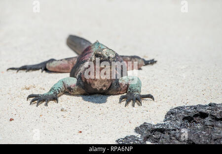 A Marine Iguana (Amblyrhynchus cristatus) resting on a rocky shoreline in Galapgos Islands Stock Photo