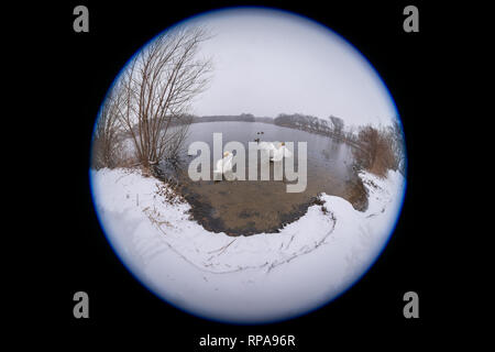 Long Island, New York, USA. 20th Feb, 2019. During snowfall, 2 swans spread wings while swimming at Mill Pond Park on Long Island. 180 degree fisheye view of Nassau County public park. Credit: Ann E Parry/Alamy Live News