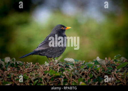 Carrigaline, Co. Cork, Ireland. 21st February, 2019. A male Blackbird  waiting for the return of a female where they have built a nest together in a hedge in Carrigaline, Co. Cork, Ireland. Credit: David Creedon/Alamy Live News Stock Photo