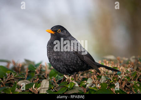 Carrigaline, Co. Cork, Ireland. 21st February, 2019. A male Blackbird  waiting for the return of a female where they have built a nest together in a hedge in Carrigaline, Co. Cork, Ireland. Credit: David Creedon/Alamy Live News Stock Photo