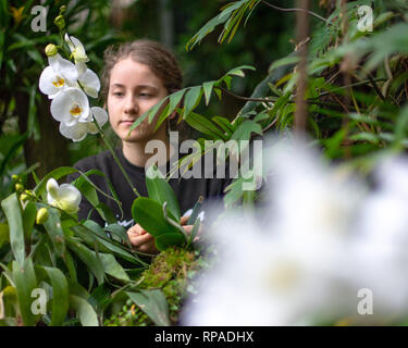21 February 2019, Saxony, Leipzig: Anna Bech works in the botanical garden on the construction of the orchid show. The show will open on 23 February. Among other things, the largest orchid in Germany will be presented - a 60 year old Dendrobium delicatum. Photo: Monika Skolimowska/dpa-Zentralbild/ZB Stock Photo