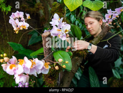 21 February 2019, Saxony, Leipzig: Anna Bech works in the botanical garden on the construction of the orchid show. The show will open on 23 February. Among other things, the largest orchid in Germany will be presented - a 60 year old Dendrobium delicatum. Photo: Monika Skolimowska/dpa-Zentralbild/ZB Stock Photo