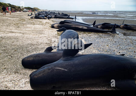 Dead pilot whales during a whale stranding on Farewell Spit in New  Zealand's South Island Stock Photo - Alamy