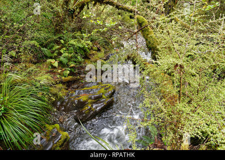 A water flowing through native forest in the St James Station, New Zealand Stock Photo