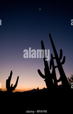 A tall saguaro cactus (Carnegiea gigantea) rises prominently under a