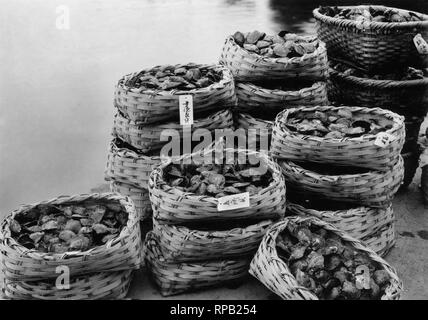 Japan, baskets of oysters pearl, 1920-30 Stock Photo