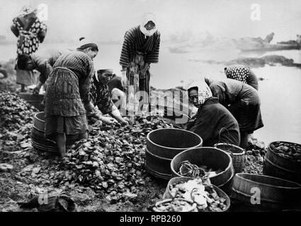 japan, angler of Japanese pearl oyster, 1920-30 Stock Photo