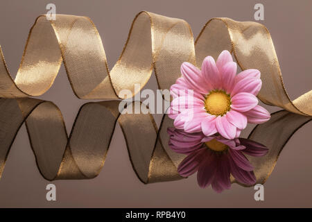 Gold ribbon and pink flowerhead on reflective surface Stock Photo