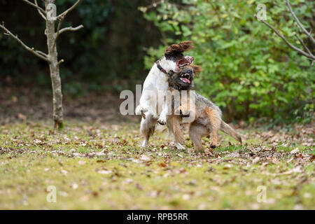 Two young ( 1 Year) English Springer Spaniel and Terrier dogs play fighting showing teeth and aggression but in a non harmful way. Stock Photo