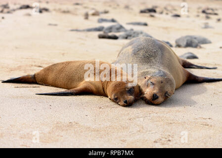 Two Galapagos Sea  lions (Zalophus wollebaeki) lying on the beach. Galapagos Islands, Ecuador Stock Photo