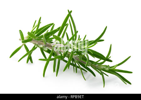 Freshly picked sprig of rosemary isolated on white. Stock Photo