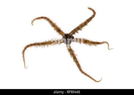Common brittle star (Ophiothrix fragilis) on a white background, near Falmouth, Cornwall, UK, September. Stock Photo