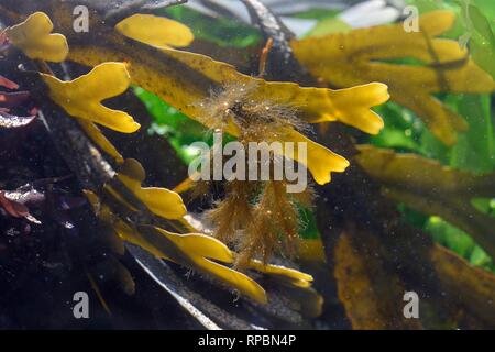 Sea Felt or Pylaie's Brown Filaments (Pylaiella littoralis) an epiphytic filamentous brown alga growing on a fronds of Toothed wrack (Fucus serratus). Stock Photo