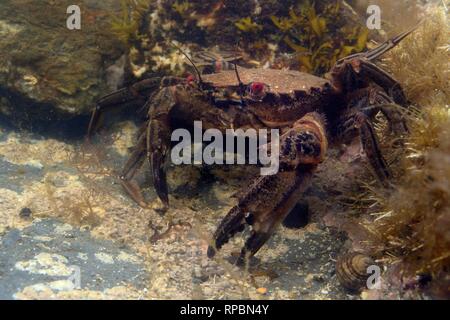 Velvet swimming crab (Necora puber) in a rock pool, near Falmouth, Cornwall, UK, September. Stock Photo