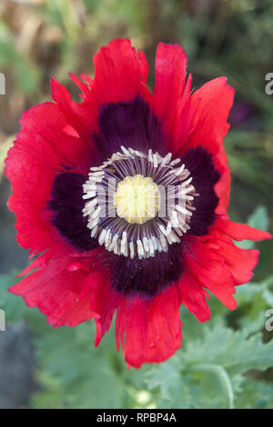 Opium poppy, Papaver somniferum in flower Stock Photo