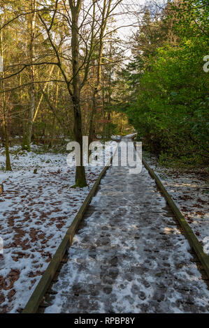 Bolam Lake Country Park, Northumberland, UK Stock Photo