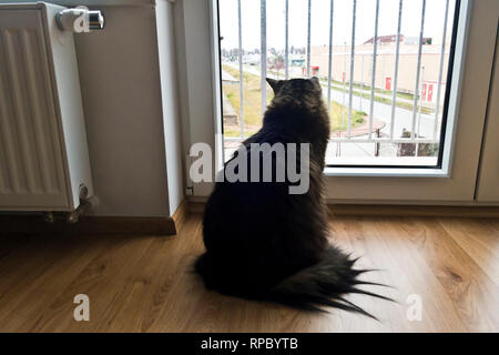 domestic crossbreed cat looking out of the window Stock Photo