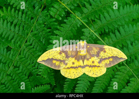 Imperial Moth (Eacles imperialis) Male on Hay-scented Ferns, Joseph E. Ibberson Conservation Area, Dauphin Co., PA, summer. Stock Photo