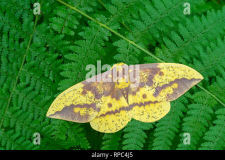 Imperial Moth (Eacles imperialis) Male on Hay-scented Ferns, Joseph E. Ibberson Conservation Area, Dauphin Co., PA, summer. Stock Photo