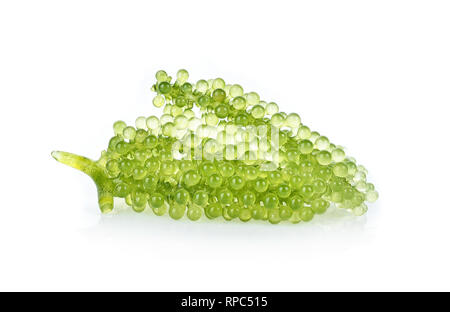 Sea grapes ( green caviar ) seaweed isolated  on white background Stock Photo