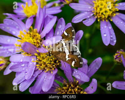 A small brown webworm moth feeds from a cluster of aster flowers along a roadside in Kanagawa Prefecture, Japan. Stock Photo