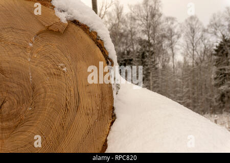 Log covered in a layer of fresh white snow in a close up end on view conceptual of the winter season and alternative fuel for heating Stock Photo