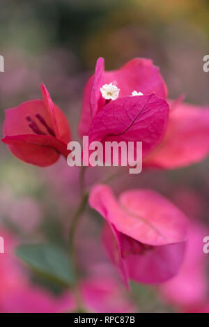 BOUGAINVILLEA DANIA Stock Photo