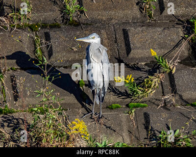 A gray heron stands on a concrete embankment beside a river in central Kanagawa prefecture, Japan. Stock Photo