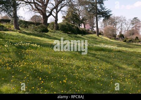 NARCISSUS BULBOCODIUM Stock Photo