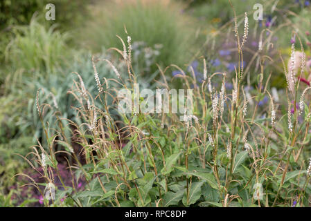 PERSICARIA AMPLEXICAULIS ALBA Stock Photo