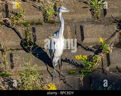 A gray heron stands on a concrete embankment beside a river in central Kanagawa prefecture, Japan. Stock Photo