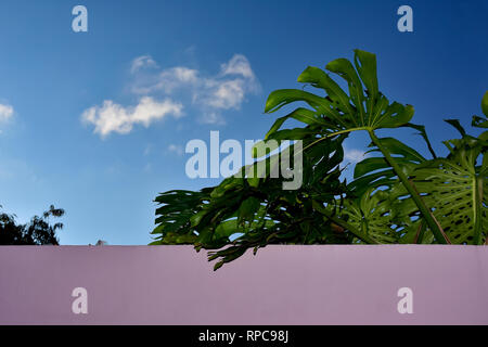 leaves over a wall with blue sky Stock Photo