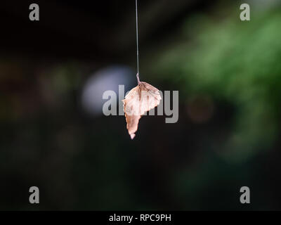 A small dead brown leaf hangs suspended from a strand of spider silk in a Japanese forest. Stock Photo