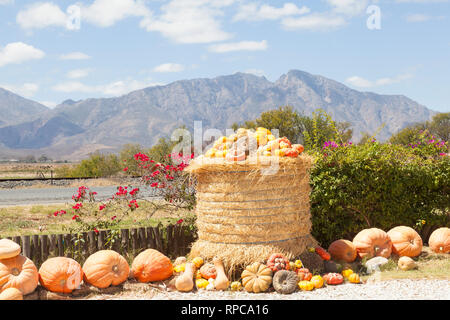 Display of assorted pumpkin, butternut, gourds and squash outside a farmstall specialising in the sale of cucurbita , Breede River Valley, Western Cap Stock Photo