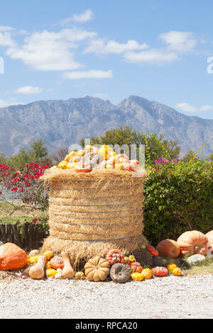 Display of assorted pumpkin, butternut, gourds and squash outside a farmstall specialising in the sale of cucurbita , Breede River Valley, Western Cap Stock Photo