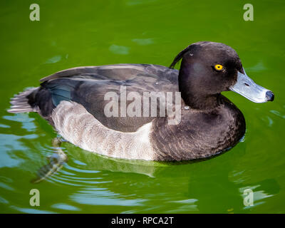A tufted duck, Aythya fuligula, swims along the walking bridge across Inokashira pond in Tokyo, Japan. Stock Photo